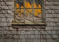 Trees through an abandoned window x-post ritookapicture 