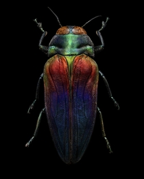 Tricolored Jewel Beetle Belionota sumptuosa 