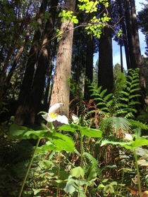 Trillium ovatum among the redwoods 