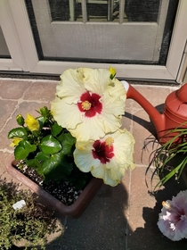 Tropical hibiscus Aloha