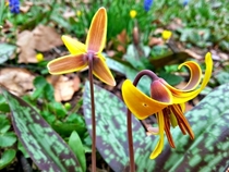 Trout Lily Erythronium americanum at Bartrams Garden   x 