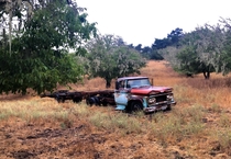 Truck in an old orchard on a foggy day Paso Robles CA