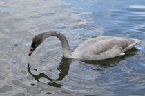 Trumpeter Swan Cygnus buccinator cygnet foraging in the water 