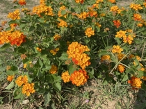 TTM beautiful little marigolds