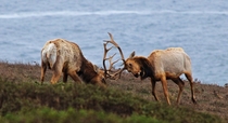Tule elk Cervus canadensis nannodes playing at Point Reyes National Seashore Ca 