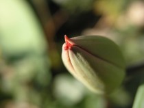 Tulip bud 
