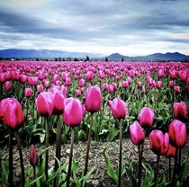 Tulip Fields MT Vernon WA
