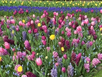 Tulip season in Amsterdam a few years ago 