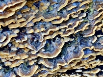 Turkey Tail Mushrooms Trametes versicolor appearing after the first good winter storm in So Cal 