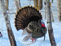 Turkey - Upper Michigan 