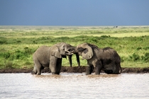 Two African Elephants Loxodonta Africana in Tanzania 