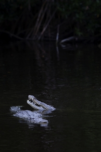 Two American Crocodiles Crocodylus acutus hanging out in the Everglades 