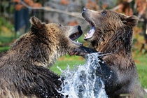 Two bears in the water