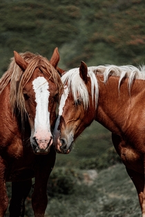 Two beautiful horses 