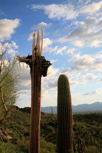 Two generations of the Saguaro Cactus Tucson Arizona 