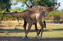 Two giraffes in a very unusual position x-post from rpics 