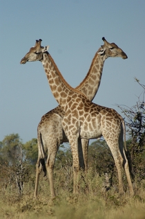 Two giraffes in the Okavango Delta Botswana