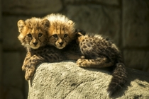 Two-Headed Cheetah Cub Acinonyx jubatus 