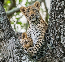 Two leopard cubs play in a tree as they wait for their mother to return from a hunt in South Africas Kruger National Park photo by Mark Brodkins 