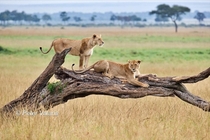 Two lions looking out over the plains Mara Kenya Photo credit to Peter Valans
