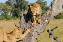 Two lions on a tree Okavango Delta Botswana Photo credit to Felix M Dorn