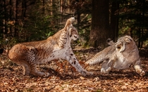 Two lynxes clashing in a dangerous tussle 
