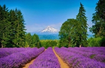 Two options when you come across a Lavender Farm while hiking move on or take it home forever  Mount Shasta Northern California 