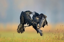 Two Ravens go face to face Photographed by Robert Babisz 
