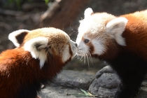 Two Red Panda Cubs Alan Porritt 
