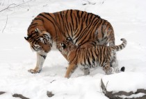 Two Siberian Tigers Panthera tigris altaica walking in the snow 