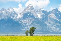 Two trees in a field beneath the Tetons WY USA 