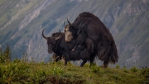 Two Yaks just playing in the Annapurnas Nepal 
