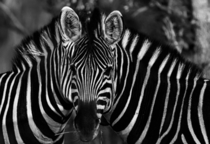 Two zebras blend as one in South Africa OS