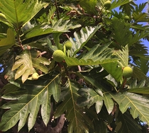 Ulu Breadfruit - Artocarpus altilis 