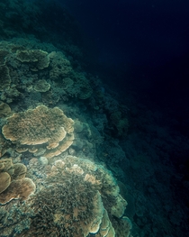 Underwater drop-off at the Great Barrier Reef Australia  Instagram mvttmic