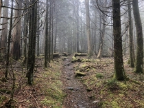 Unedited photo I took from my Appalachian Trail thru-hike this year Great Smoky Mountains National Park Tennessee 