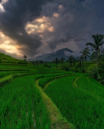 UNESCO rice terrace Bali Indonesia OC  jabisanz
