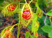 Unknown berry in Hawaii 