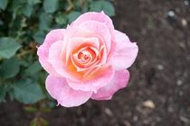 Unknown Rose at Inez Grant Parker Memorial Rose Garden 
