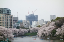 Urban Density Row Boats and Cherry Blossoms Tokyo Japan 