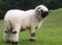 Valais Blacknose Sheep 