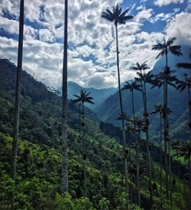 Valle Del Cocora Salento Colombia 