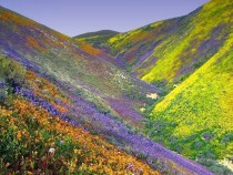 Valley of Flowers in India 