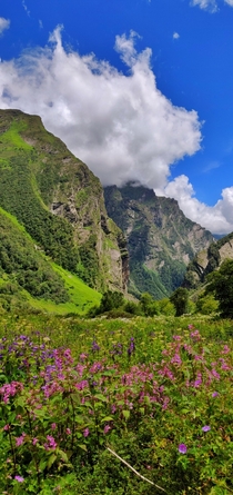 Valley of Flowers National Park India 
