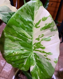 Variegated Alocasia odora  My newest leaf