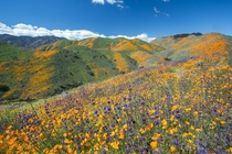 Vast Hillsides of SoCal Wildflowers 