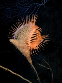 Venus Flytrap sea anemone Actinoscyphia aurelia 
