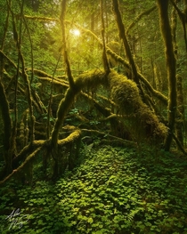 Verdant Grove - Sunlight pierces the canopy of Olympic NPs Hoh Rainforest 