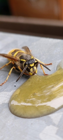 Vespula vulgaris common wasp 