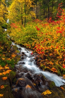 Vibrant fall colors along a waterfall in the Columbia River Gorge 